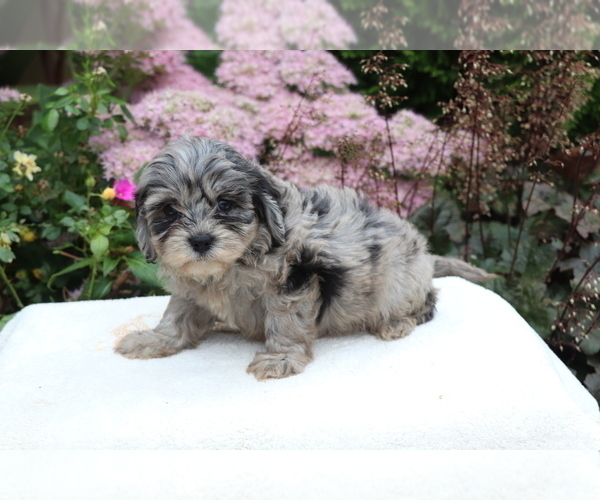 Medium Photo #3 Cavapoo Puppy For Sale in SHILOH, OH, USA