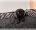 Small Photo #2 Pug Puppy For Sale in YELM, WA, USA
