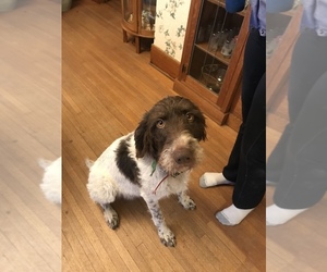 Medium German Wirehaired Pointer