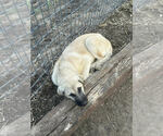 Small #1 Anatolian Shepherd