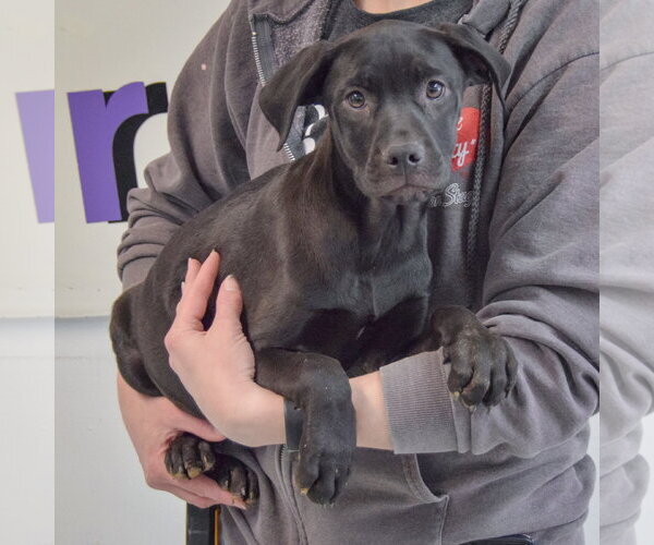 Medium Photo #4 American Staffordshire Terrier-Unknown Mix Puppy For Sale in Huntley, IL, USA