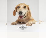 Small Beagle Mix