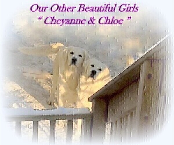Medium Photo #23 English Cream Golden Retriever Puppy For Sale in PRINCETON, WV, USA
