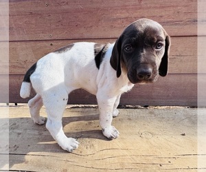 German Shorthaired Pointer Puppy for sale in WOODLAND PARK, CO, USA