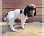 Small German Shorthaired Pointer