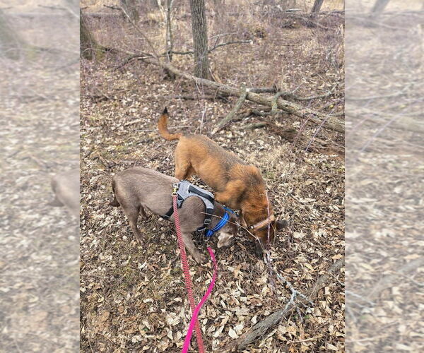 Medium Photo #2 Labrador Retriever Puppy For Sale in Glen Haven, WI, USA