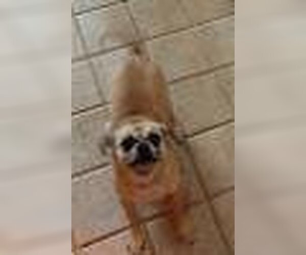 Medium Photo #1 Chihuahua Puppy For Sale in Matthews, NC, USA