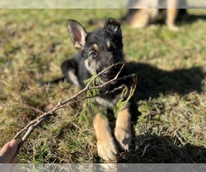 German Shepherd Dog Puppy for sale in LAKE STEVENS, WA, USA
