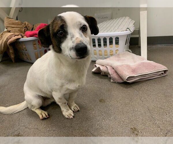 Medium Photo #1 Chihuahua Puppy For Sale in Berkeley , CA, USA