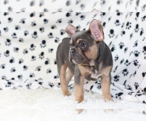 French Bulldog Puppy for sale in BEVERLY HILLS, CA, USA