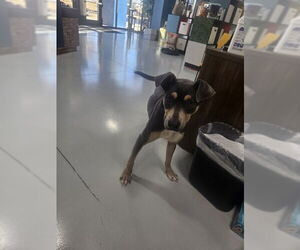 Weimaraner Mix Dog for Adoption in Temple, Texas USA