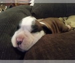 Small #1 Boxer