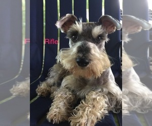Father of the Schnauzer (Miniature) puppies born on 10/10/2021