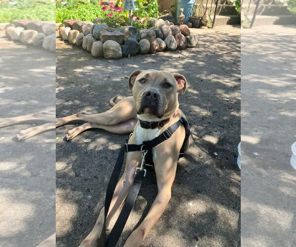 Medium Photo #18 American Bulldog-Unknown Mix Puppy For Sale in Princeton, MN, USA