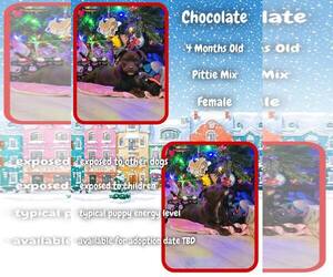 Mutt Dogs for adoption in Jacksonville, NC, USA