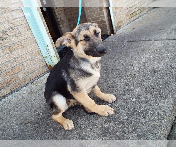 Medium Photo #3 German Shepherd Dog Puppy For Sale in PATERSON, NJ, USA