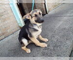 Small Photo #3 German Shepherd Dog Puppy For Sale in PATERSON, NJ, USA