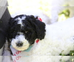 Small Photo #2 Poodle (Standard) Puppy For Sale in PIGEON FORGE, TN, USA