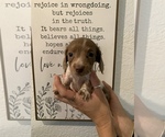 Small Photo #12 Dachshund Puppy For Sale in HONDO, TX, USA