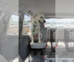 Small #3 Great Pyrenees Mix