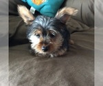 Small Photo #2 Yorkshire Terrier Puppy For Sale in BOWLING GREEN, MO, USA