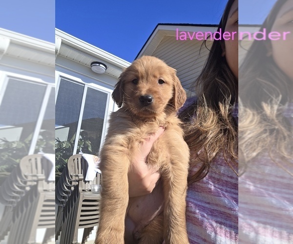 Medium Photo #2 Golden Retriever Puppy For Sale in CALABASH, NC, USA