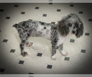 Mother of the Poodle (Miniature) puppies born on 06/08/2024