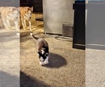 Small Photo #13 Siberian Husky Puppy For Sale in MILWAUKEE, WI, USA