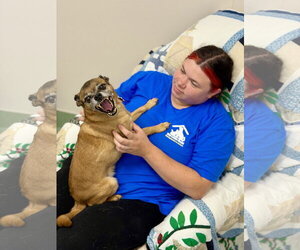 Lulu - Female Chug Dog for Adoption - Photo #4
