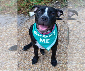 American Pit Bull Terrier-American Staffordshire Terrier Mix Dogs for adoption in Lighthouse Point, FL, USA