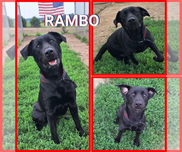 Medium Photo #1 Labrador Retriever-Unknown Mix Puppy For Sale in Pierceton , IN, USA
