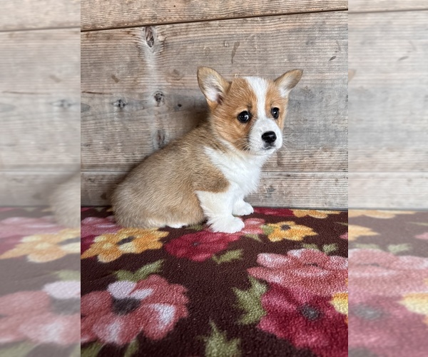 Medium Photo #15 Pembroke Welsh Corgi Puppy For Sale in VERMONTVILLE, MI, USA