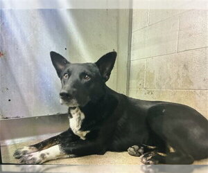 German Shepherd Dog-Unknown Mix Dogs for adoption in San Bernardino, CA, USA