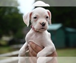 Puppy 4 Boxer
