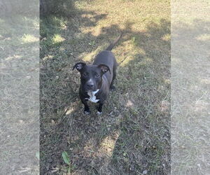 Carol - Female American Staffordshire Terrier-Unknown Mix Dog for Adoption - Photo #4
