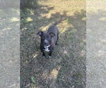 Small #3 American Staffordshire Terrier Mix