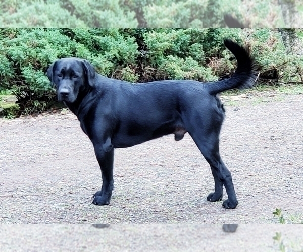 Medium Photo #1 Labrador Retriever Puppy For Sale in WOODLAND, WA, USA