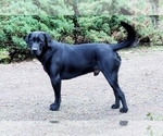 Small Photo #1 Labrador Retriever Puppy For Sale in WOODLAND, WA, USA