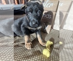 Small Photo #27 German Shepherd Dog Puppy For Sale in UNIVERSITY PL, WA, USA