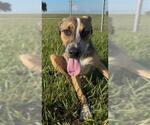 Small #3 Labrador Retriever Mix