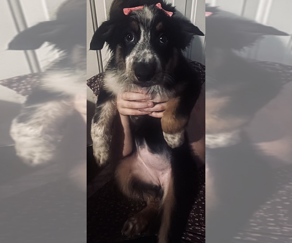 Medium Photo #1 Border-Aussie Puppy For Sale in ROY, UT, USA