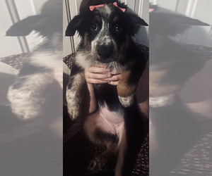 Medium Border-Aussie