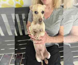 Dachshund Dogs for adoption in Winter, WI, USA