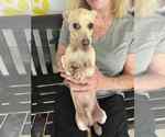 Small Dachshund