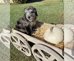 Bernedoodle Puppy for sale in WEATHERFORD, TX, USA