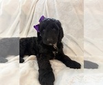 Small #2 Goldendoodle