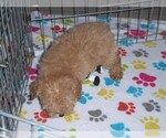 Small #6 Poodle (Toy)