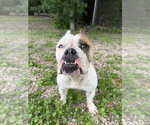 Small #1 Bulldog