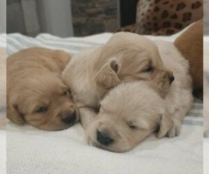 English Cream Golden Retriever Puppy for sale in SACRAMENTO, CA, USA