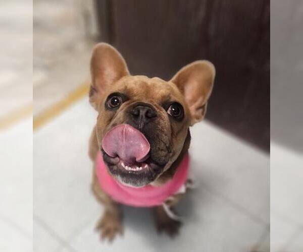 Medium Photo #4 French Bulldog Puppy For Sale in Parlier, CA, USA